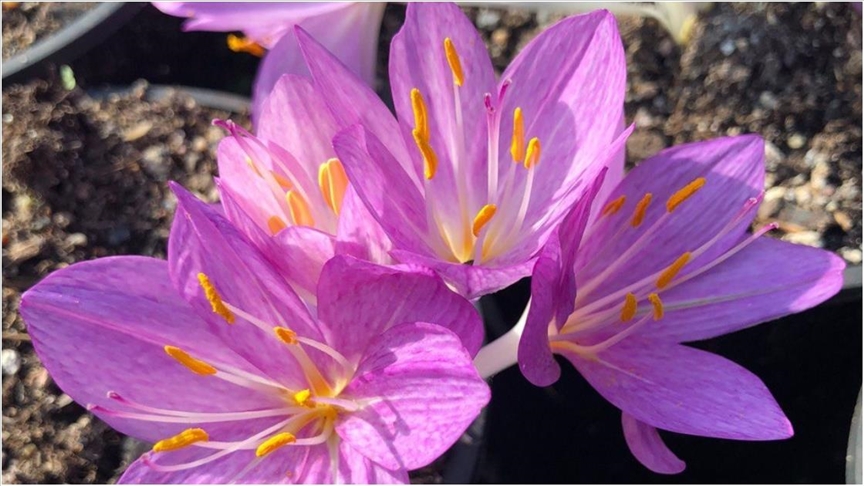 Ailevi Akdeniz Ateşi ilacının hammaddesi artık Türkiye’de üretilecek