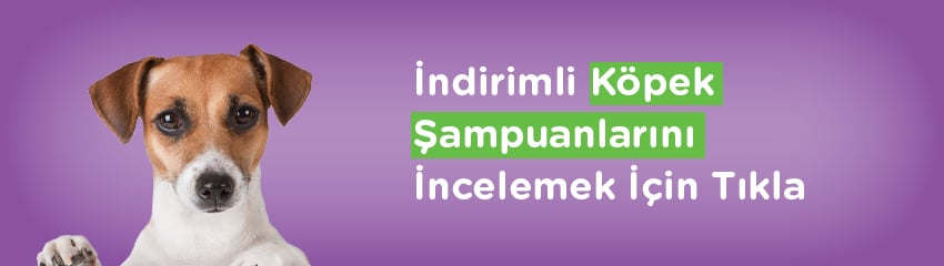 Köpek Yıkarken Nelere Dikkat Edilmeli