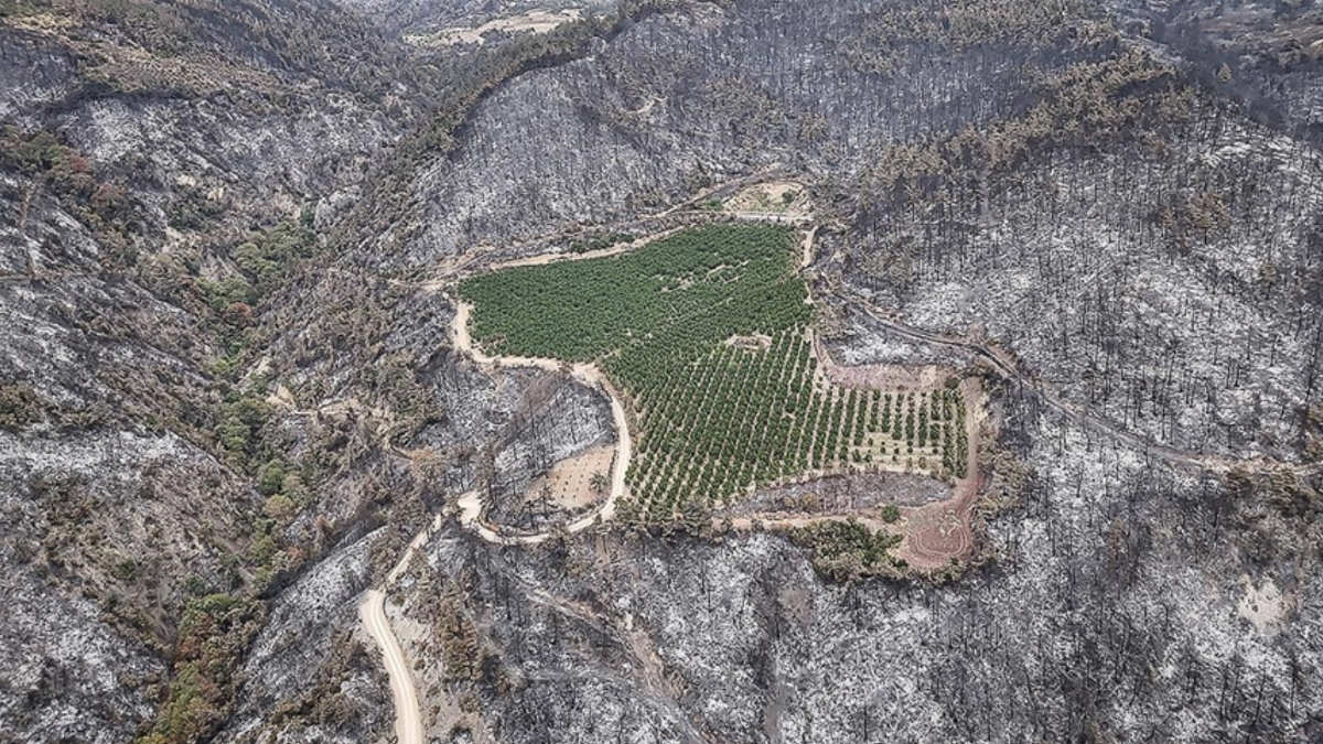 2025’te toplam 6 bin 800 orman yangını çıktı: 80 bin hektar alan kül oldu
