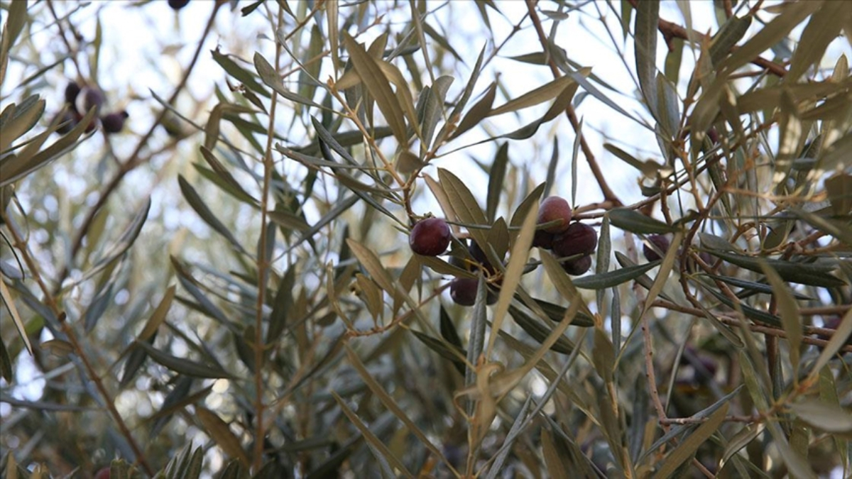Hatay’da tarihi caminin avlusundaki 1358 yıllık zeytin ağacında hasat