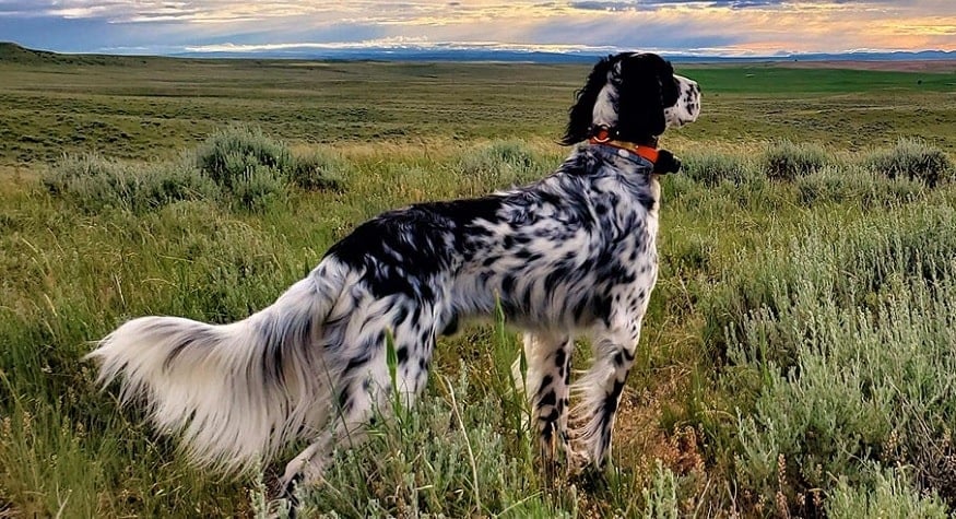 En İyi 5 Av Köpeği Cinsi