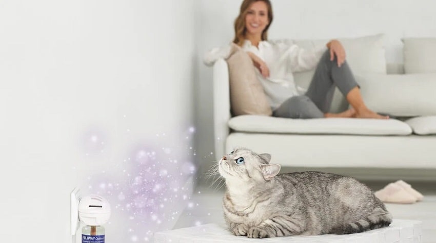 Feromon Nedir? Feromonun Kedilerde Etkisi Nedir?