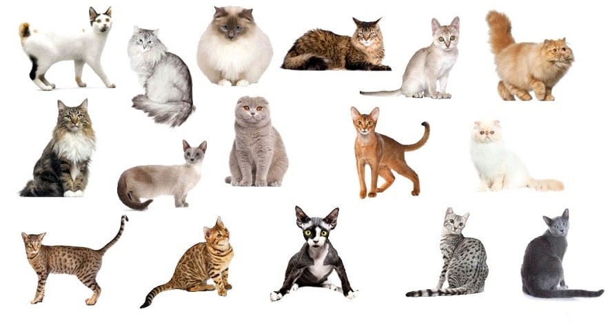 Kişiliğinize Uygun Kedi Hangisi Kişiliğinize Uygun Kedi Hangisi