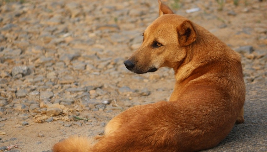 Peri Kızım İyi ki Varsın!