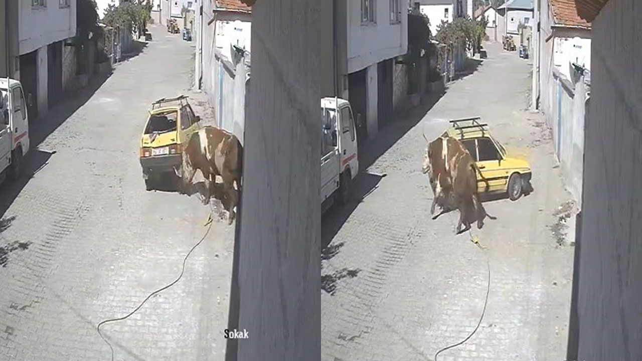 Kızgın boğa, hıncını otomobilden çıkardı! Boynuzlayıp sürükledi