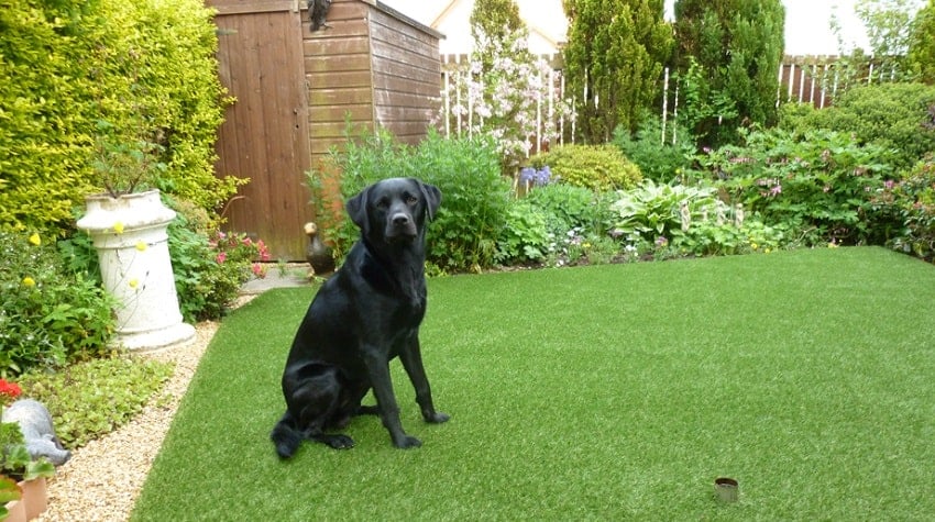 Bahçede Köpek Beslemenin Püf Noktaları