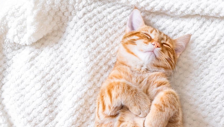 Bir Kedinin 24 Saati: Günlük Hayatları ve İhtiyaçları