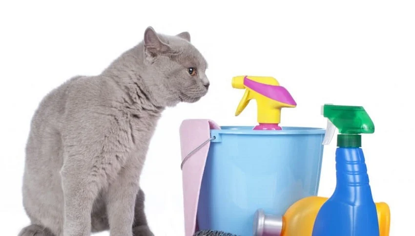 Evde Kedi ve Köpek Besleyenler İçin Temizlik İpuçları