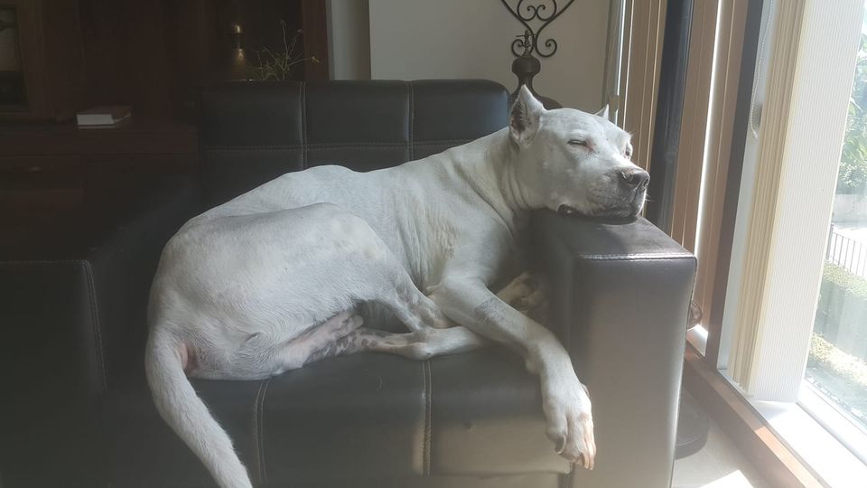 Köpek Sahiplenme Deneyimi: Hayal Kırıklıkları ve Öğrenimler