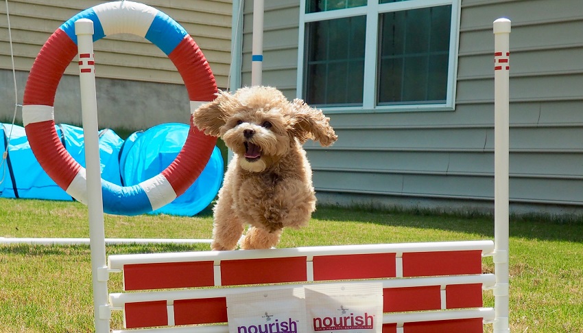 Köpeğinizle Spor Yapmanın Önemi ve İpuçları Köpeğinizle Spor Yapmanın Önemi ve İpuçları