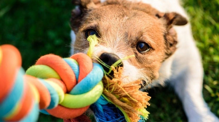 Köpeğinizle Yapabileceğiniz 10 Eğlenceli Etkinlik Köpeğinizle Yapabileceğiniz 10 Eğlenceli Etkinlik
