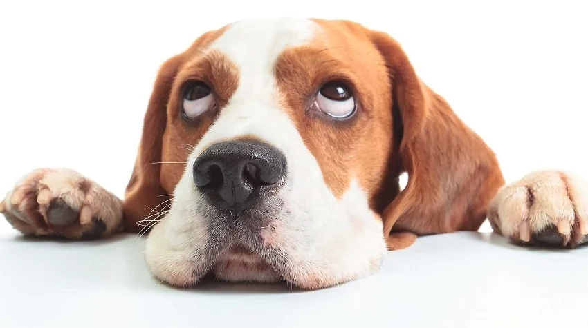 Köpek Sahiplerinin Yapmaması Gereken Hatalar Köpek Sahiplerinin Yapmaması Gereken Hatalar