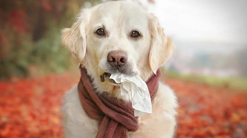 Köpeklerde Sonbahar Alerjisi ve Belirtileri
