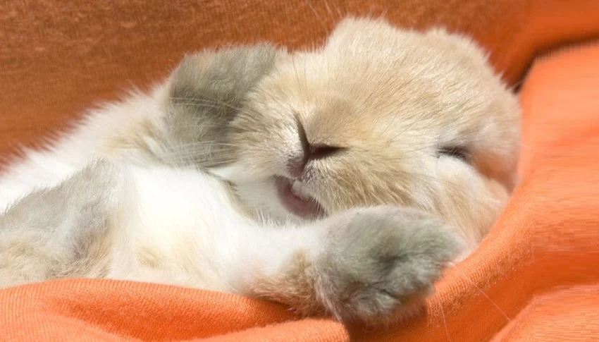 Tavşanların Uyku Alanları ve Yatak Seçimi Tavşanların Uyku Alanları ve Yatak Seçimi