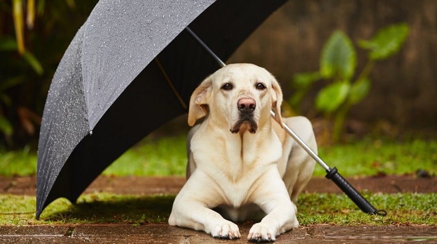 Yağmurda Köpeğinizle Güvenli Yürüyüş İpuçları