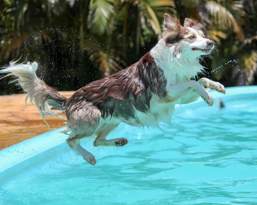 Evcil Hayvanlarda Isı Çarpması: Belirtiler ve Önlemler Evcil Hayvanlarda Isı Çarpması: Belirtiler ve Önlemler