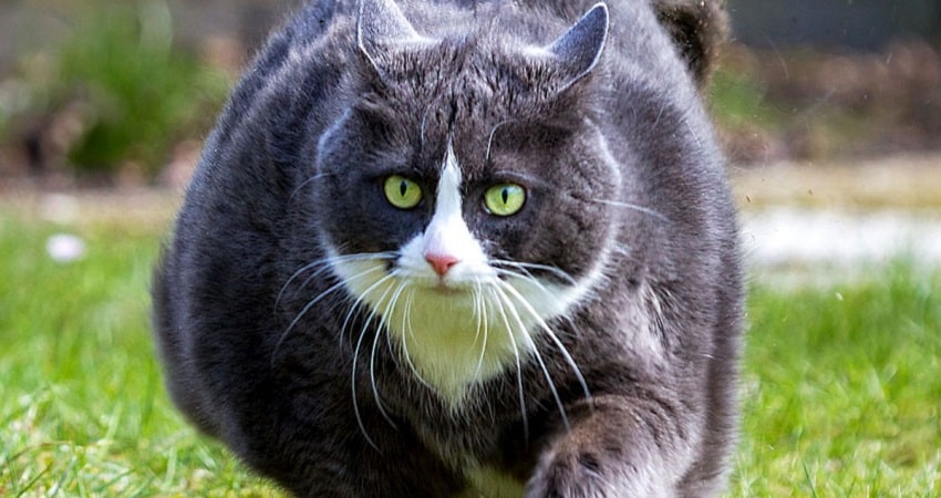 Kısırlaştırılmış Hayvanlarda Dikkat Edilmesi Gerekenler