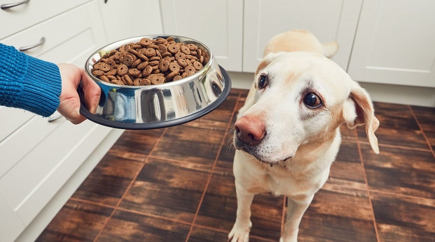 Köpek Maması Seçerken Dikkat Edilmesi Gerekenler